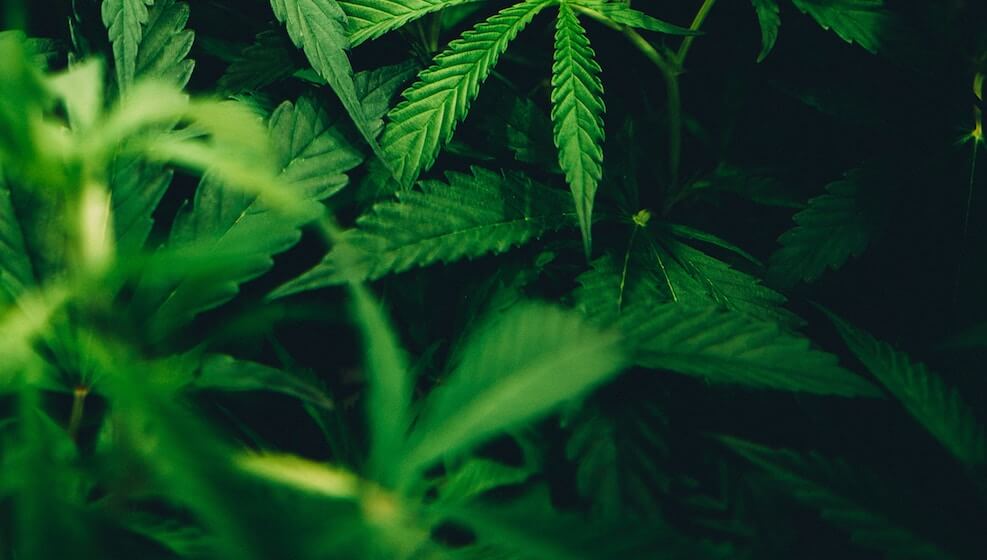 Marijuana Legalization in Canada